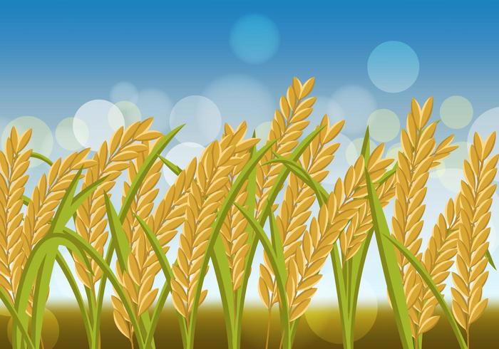 Rice Crop Flowers In The Field vector