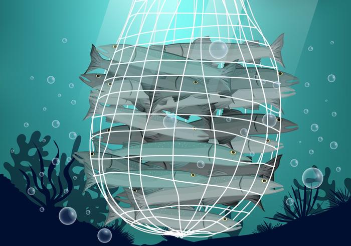 Fish Trapped in Net Vector