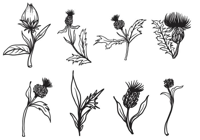 Free Hand Drawn Thistle Vector