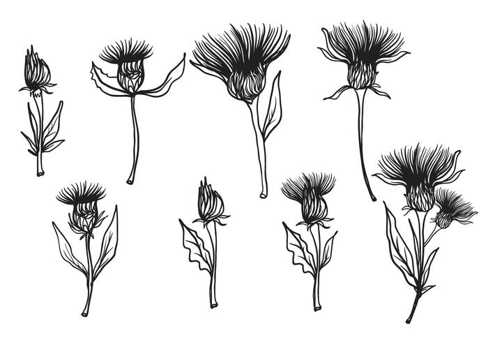 Free Hand Drawn Thistle Vector Free Hand Drawn Thistle Vector