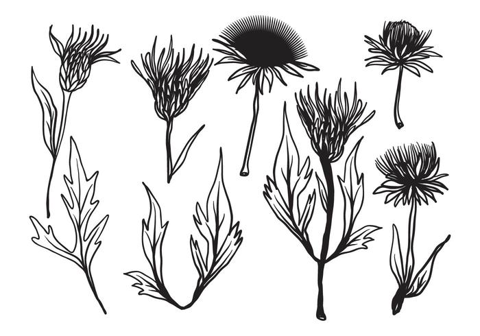 Free Hand Drawn Thistle Vector