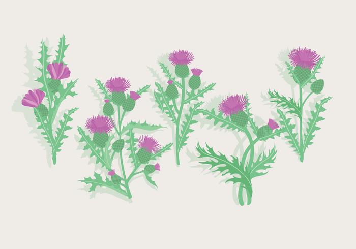 Thistle Vector