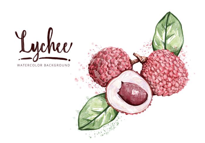 Free Lychee Background vector