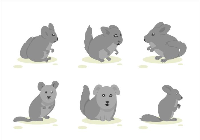 Chincila vector illustration pose