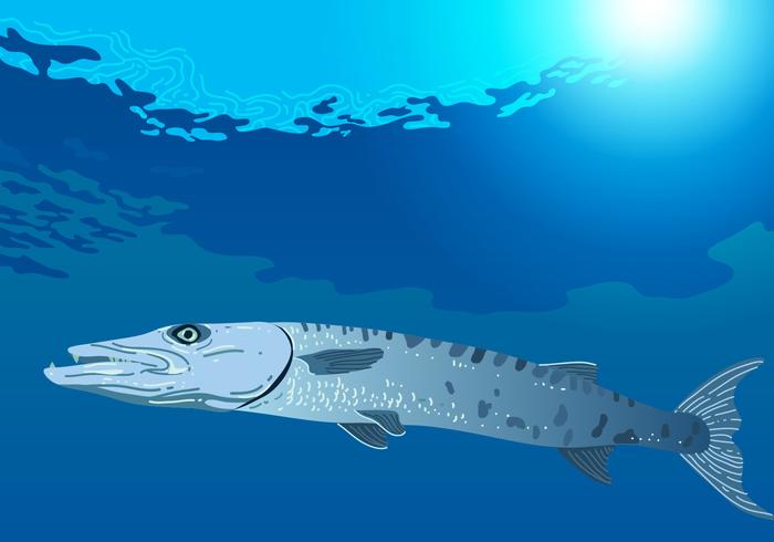 Barracuda Swimming In The Sea Barracuda Swimming In The Sea