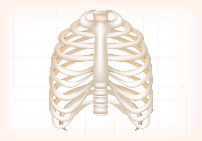 Rib Cage Vector Rib Cage Vector