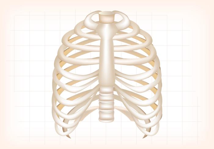 Rib Cage Vector