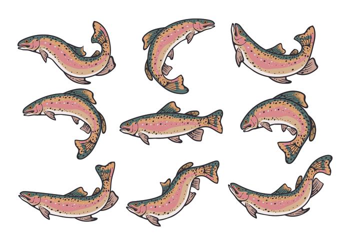 Rainbow Trout Vectors