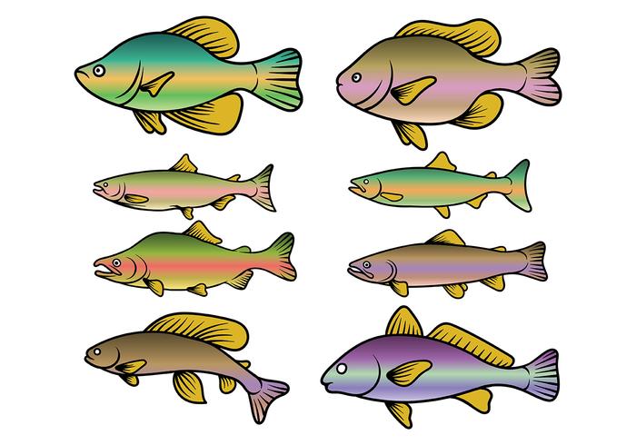 Trucha arco iris vector de los peces
