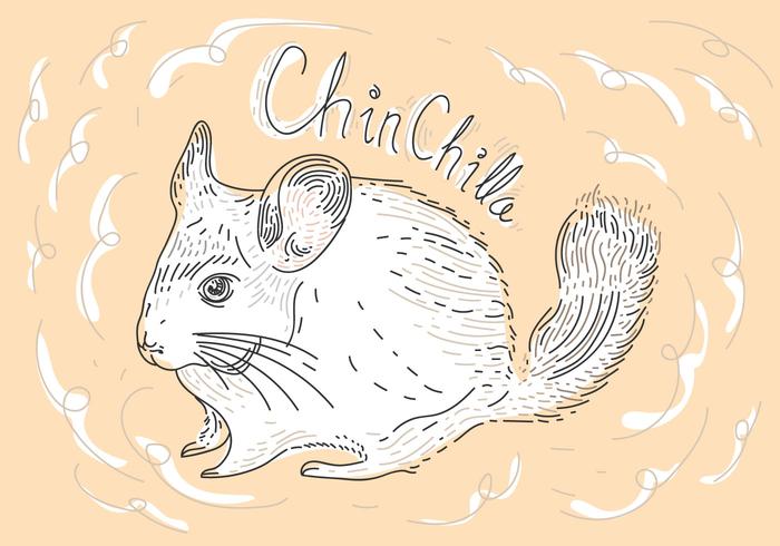 Chinchilla Gratis Ilustraciones Vectoriales vector