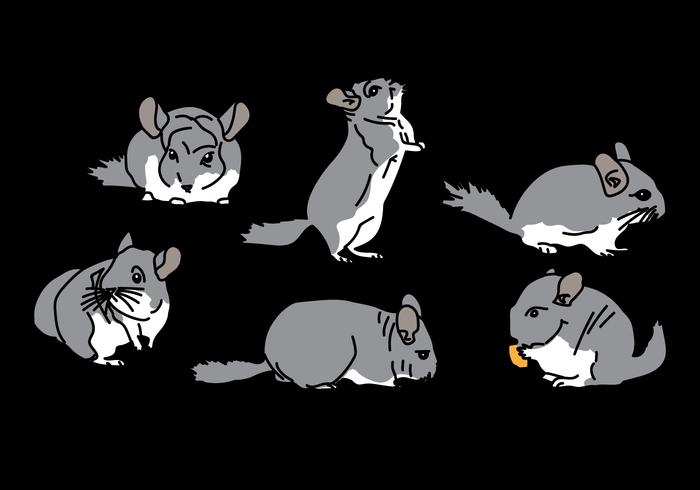 Chinchilla Vector Pack 1 Chinchilla Vector Pack 1