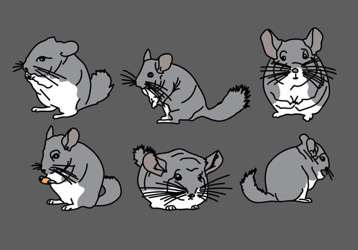 Chinchilla Vector Pack 1 Chinchilla Vector Pack 1