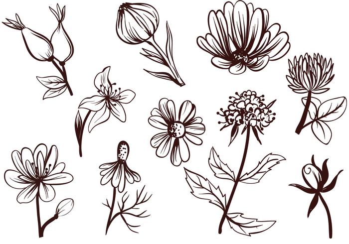 Free Tea Flowers Vectors