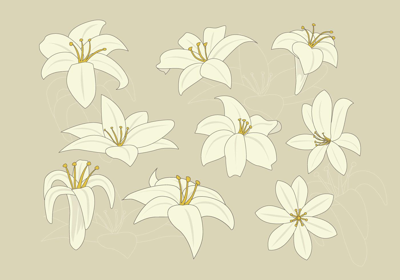 Free Easter Lily Vector 132308 Vector Art at Vecteezy