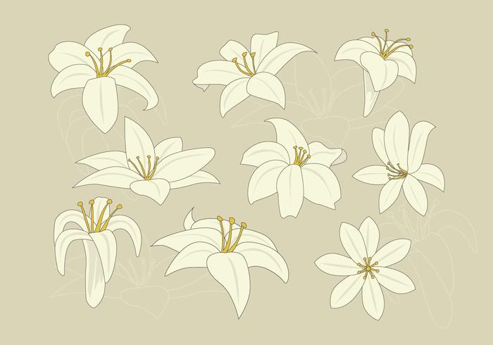 Download Free Easter Lily Vector - Download Free Vectors, Clipart ...