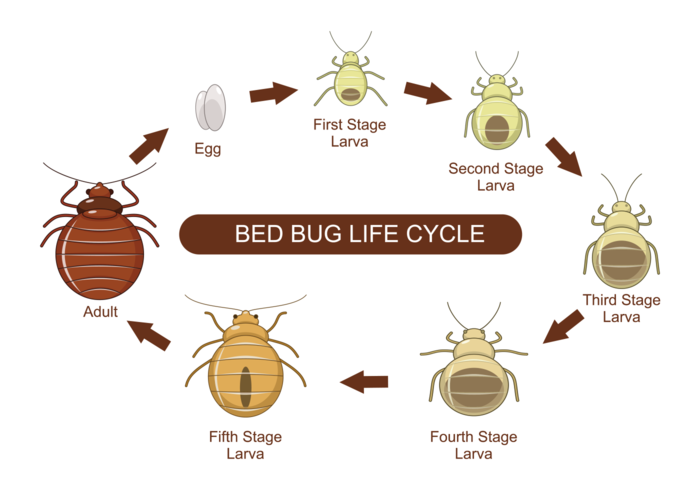 Ciclo de vida del insecto de la cama Vector