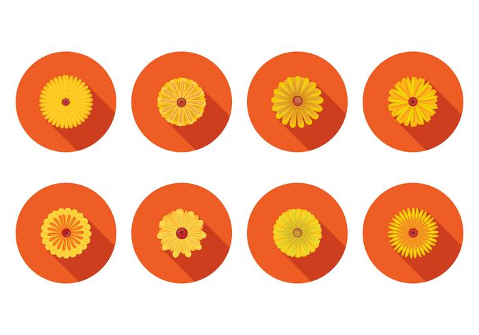 Free Calendula Vector