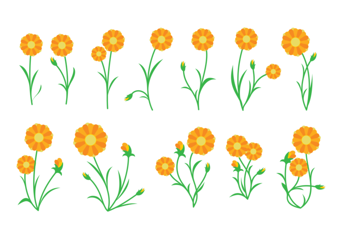 Calendula Plant Vector