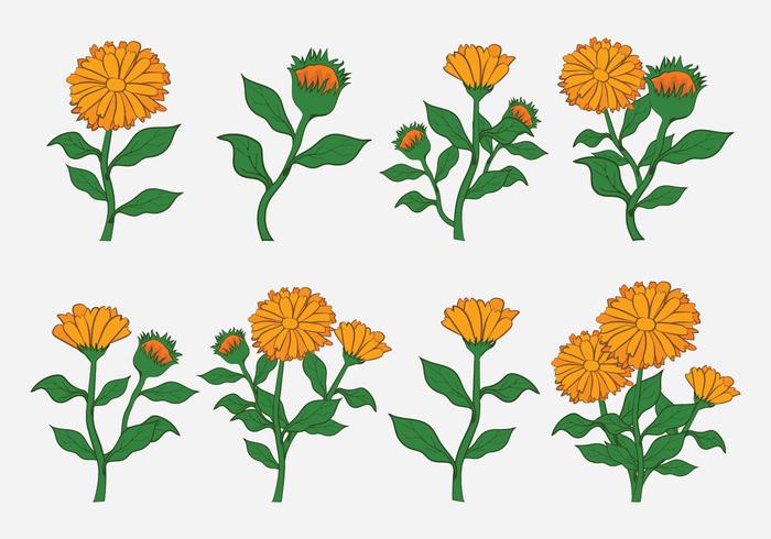 Calendula Vector Icons Calendula Vector Icons