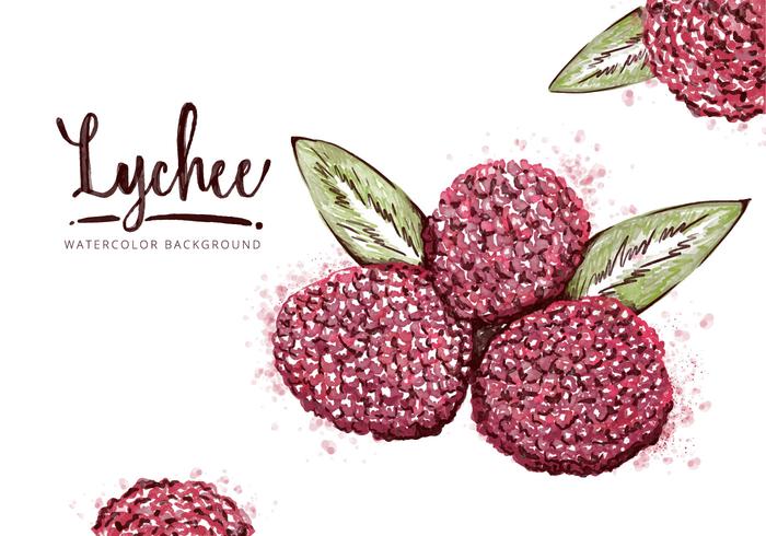 Free Lychee Background vector