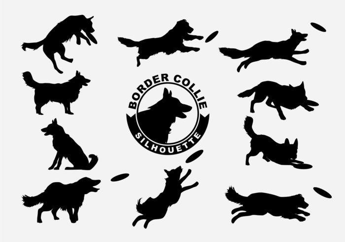 Border Collie Vector Silueta