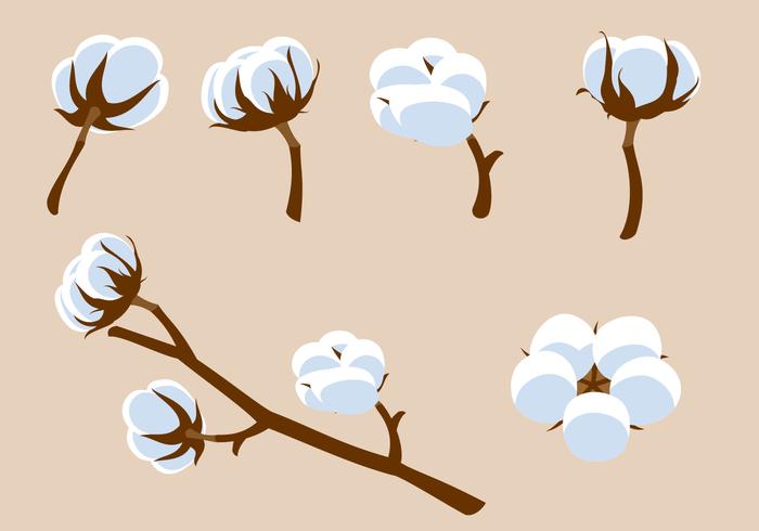 Cotton Flower Free Vector