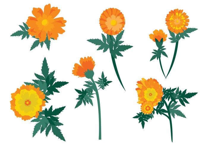 Free Calendula Flowers Vector