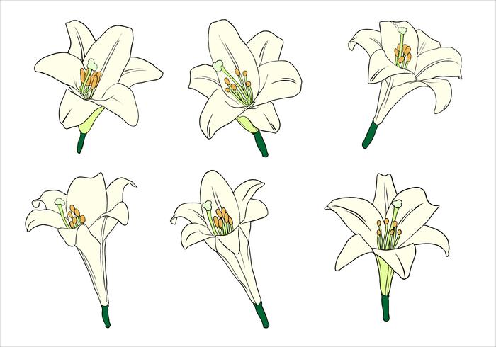 easter lily free clipart - photo #28