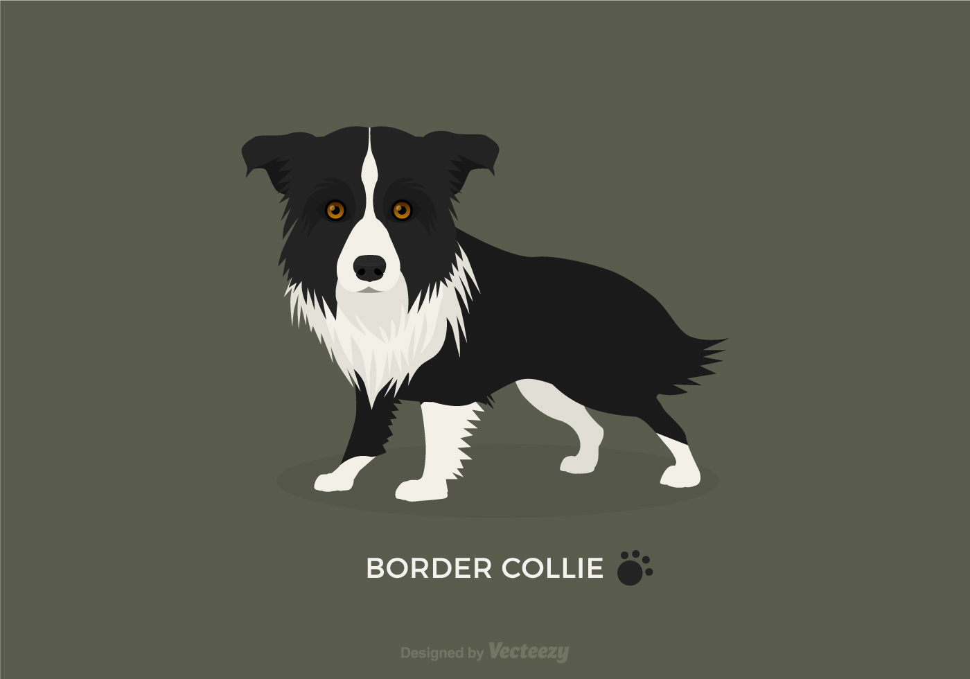 Download Free Vector Border Collie - Download Free Vectors, Clipart ...