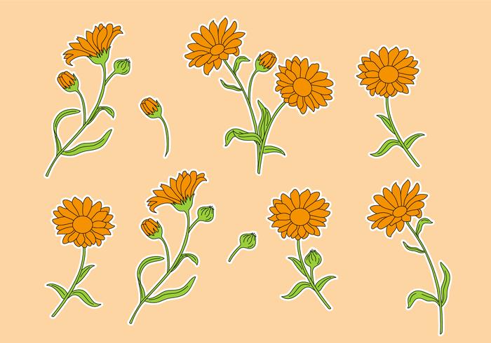 Calendula Vector Set