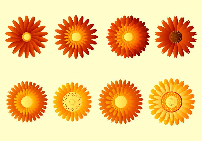 Calendula Vector Libre