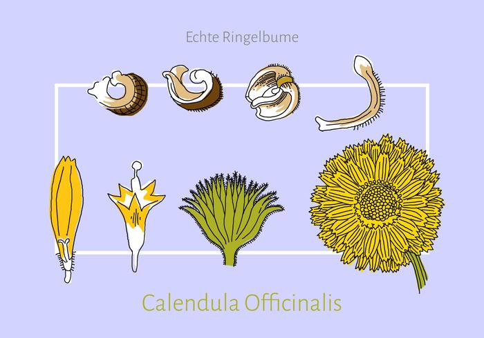 Free Calendula Vector Illustration