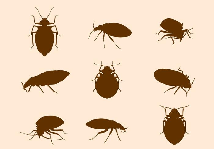 Bed Bug Vector 