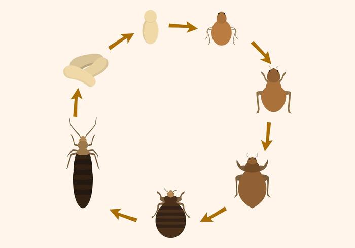 Free Bed Bug Ciclo de Vida Vector