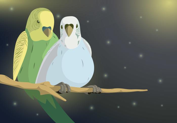 Budgie Couple Vector Budgie Couple Vector