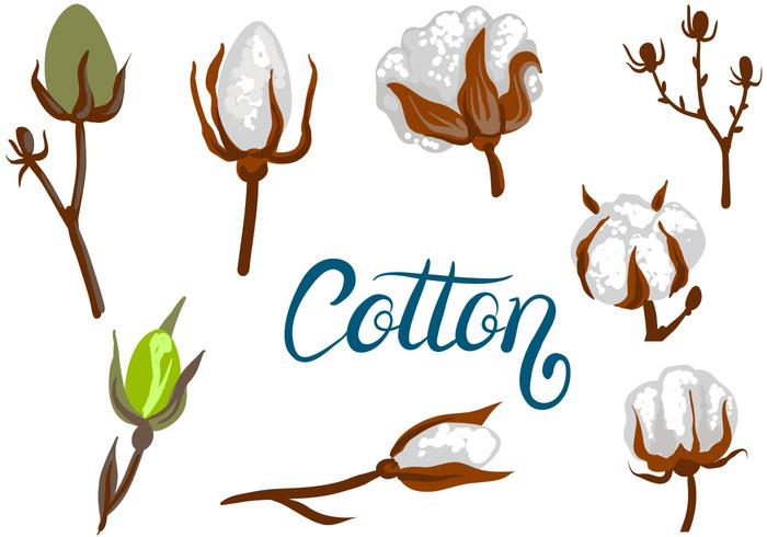 Free Cotton Vectors