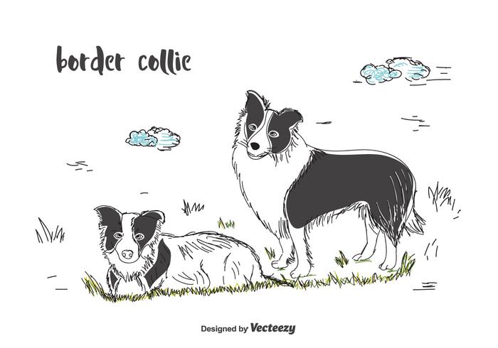 Border Collie Vector