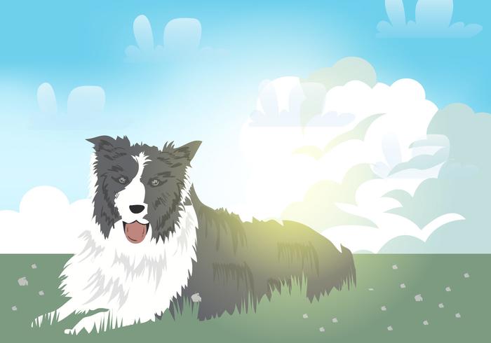 Border Colie Dog Border Colie Dog