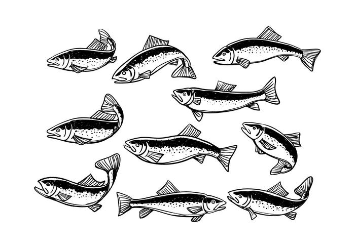 Rainbow Trout Vector 