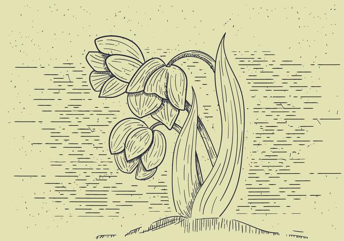 Free Detailed Vector Flower Illutration