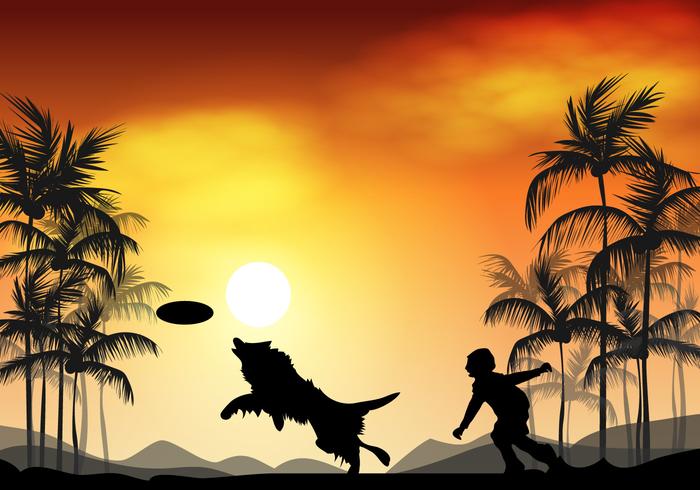 Border Collie Dog In Sunset Border Collie Dog In Sunset