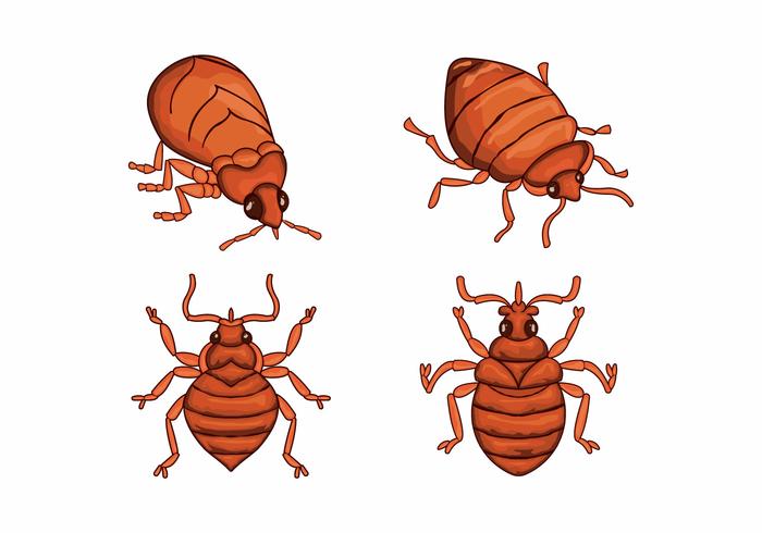 Bed bug cartoon character illustration vector
