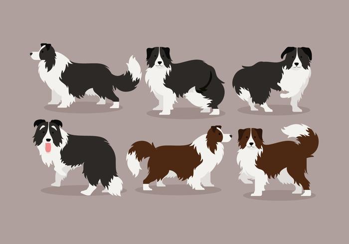 Border Collie Vector