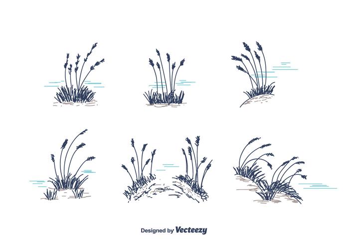 Hand Drawn Sea Oats Vector