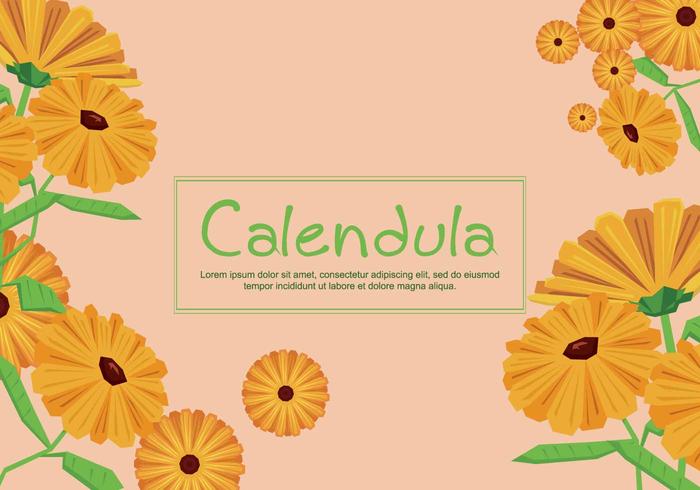 Free Calendula Illustration vector