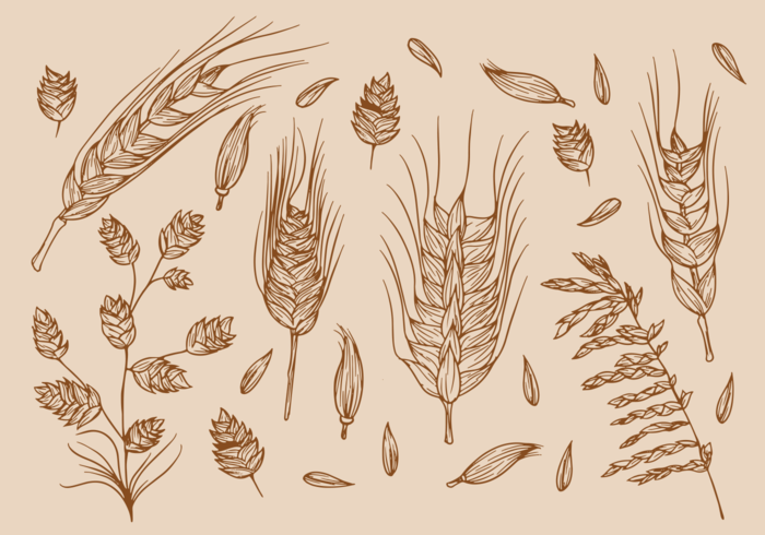 Hand Drawn Sea Oats vector