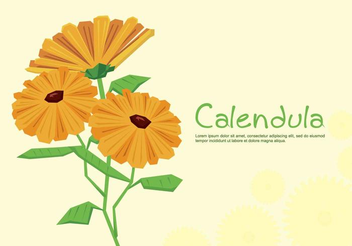 Free Calendula Illustration vector