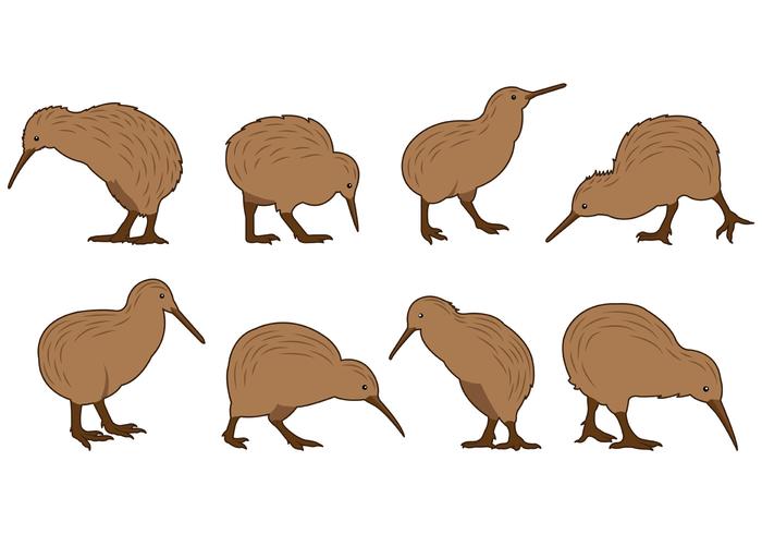 Set Of Kiwi Bird Vectors