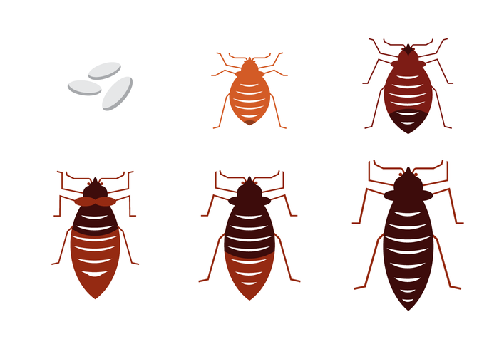 Free Bed Bug Vector