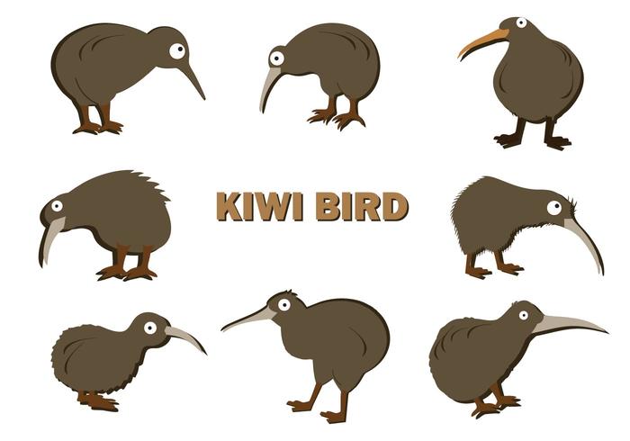 Vector Kiwi libre de aves